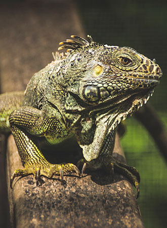 SAN IGNACIO | BELIZE