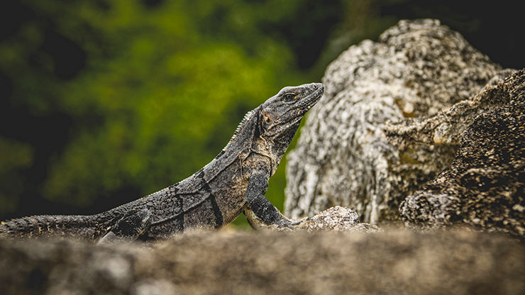 XUNANTUNICH | BELIZE