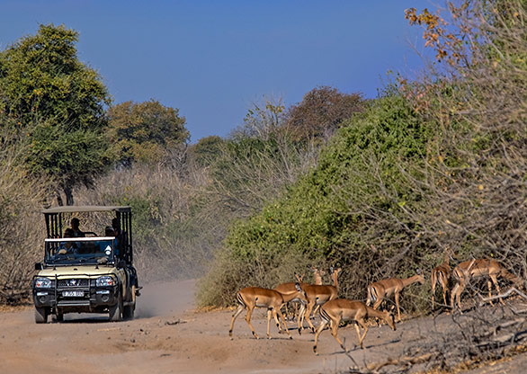 CHOBE NATIONAL PARK | BOTSWANA