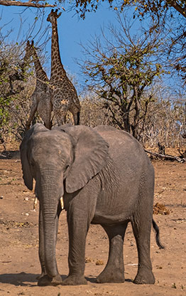 CHOBE NATIONAL PARK | BOTSWANA