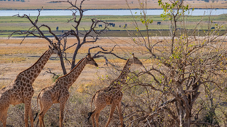 CHOBE NATIONAL PARK | BOTSWANA