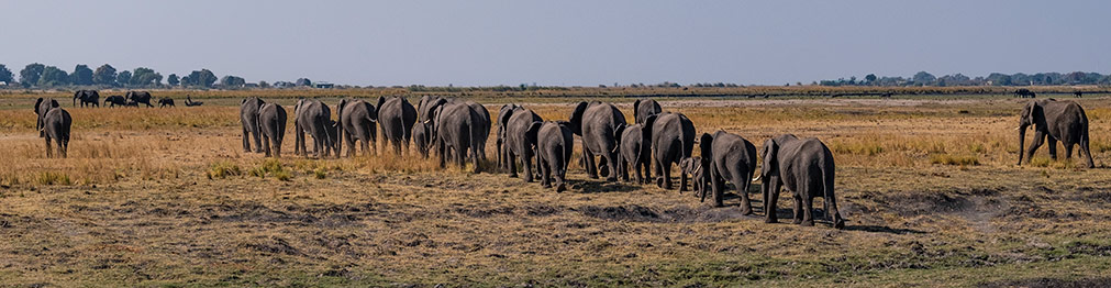 CHOBE NATIONAL PARK | BOTSWANA