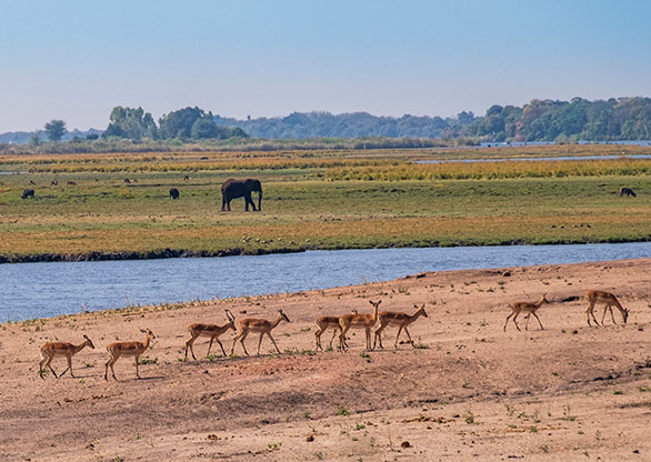 CHOBE NATIONAL PARK | BOTSWANA