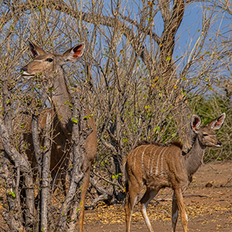 CHOBE NATIONAL PARK | BOTSWANA