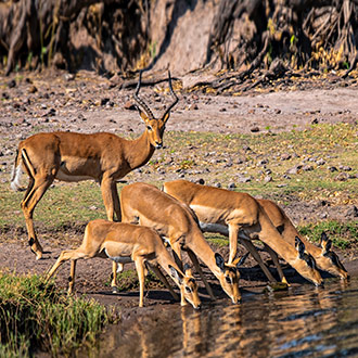 CHOBE NATIONAL PARK | BOTSWANA