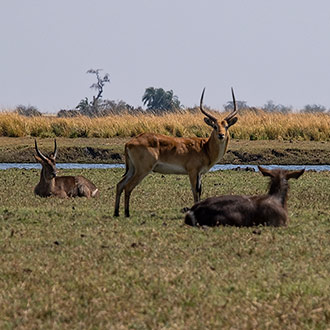 CHOBE NATIONAL PARK | BOTSWANA