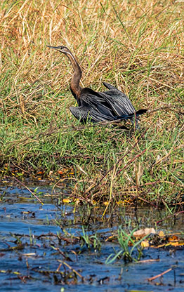 CHOBE NATIONAL PARK | BOTSWANA