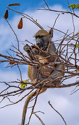 CHOBE NATIONAL PARK | BOTSWANA