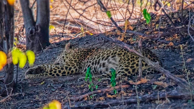 CHOBE NATIONAL PARK | BOTSWANA