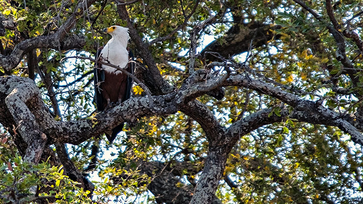 CHOBE NATIONAL PARK | BOTSWANA