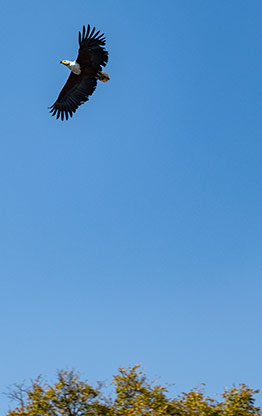 CHOBE NATIONAL PARK | BOTSWANA