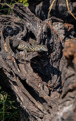 CHOBE NATIONAL PARK | BOTSWANA
