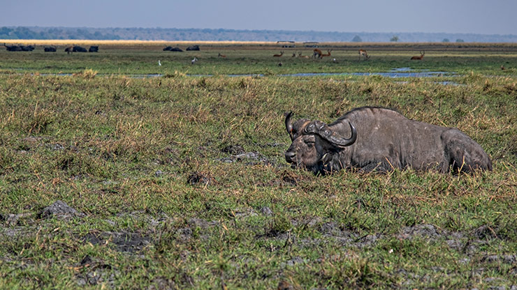 CHOBE NATIONAL PARK | BOTSWANA