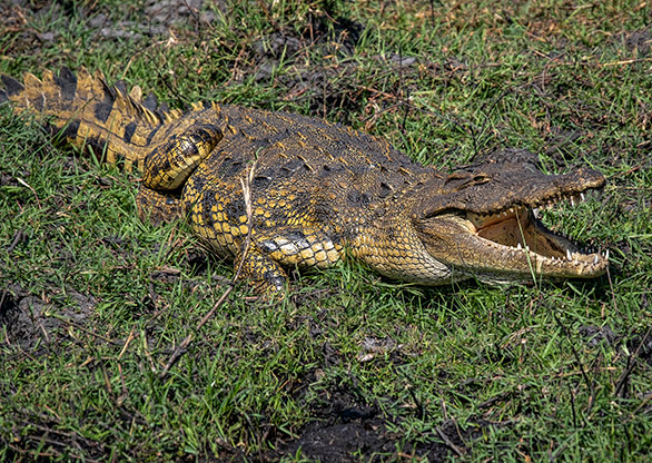 CHOBE NATIONAL PARK | BOTSWANA
