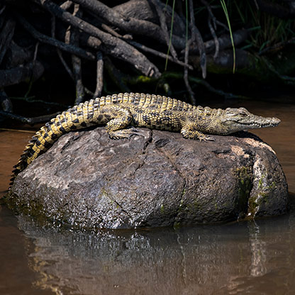 CHOBE NATIONAL PARK | BOTSWANA