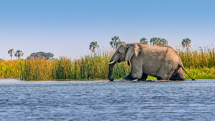 MOREMI GAME RESERVE | BOTSWANA
