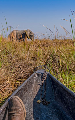 MOREMI GAME RESERVE | BOTSWANA