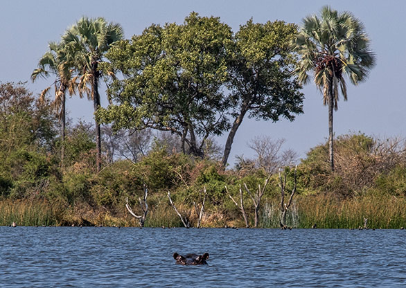 MOREMI GAME RESERVE | BOTSWANA