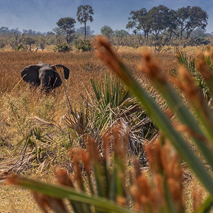 MOREMI GAME RESERVE | BOTSWANA