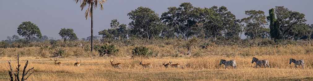 MOREMI GAME RESERVE | BOTSWANA