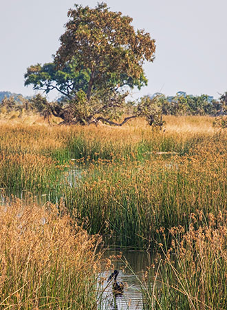 MOREMI GAME RESERVE | BOTSWANA