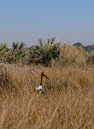 MOREMI GAME RESERVE | BOTSWANA