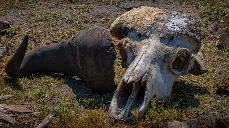 MOREMI GAME RESERVE | BOTSWANA