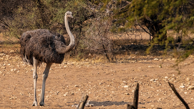 SAN BUSHMEN LODGE | BOTSWANA