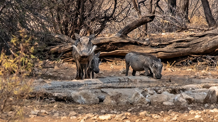 SAN BUSHMEN LODGE | BOTSWANA