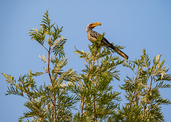 SAN BUSHMEN LODGE | BOTSWANA