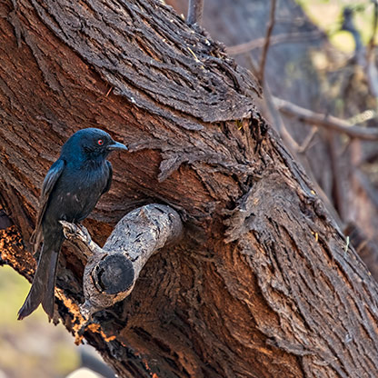 SAN BUSHMEN LODGE | BOTSWANA