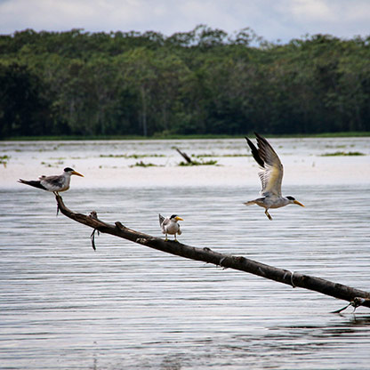 THE AMAZON RIVER | BRAZIL