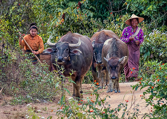 BURMA HIKING | MYANMAR