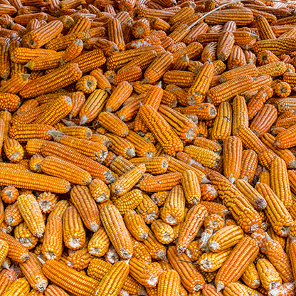 BURMA KONE HLA VILLAGE | MYANMAR