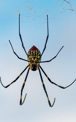 BURMA SCARY SPIDERS | MYANMAR