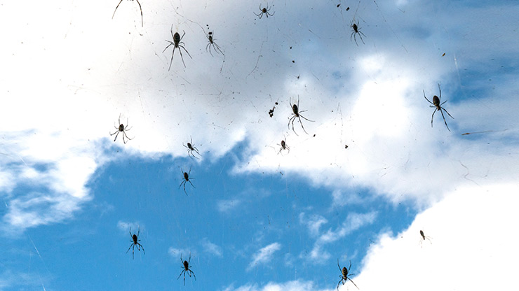 BURMA SCARY SPIDERS | MYANMAR