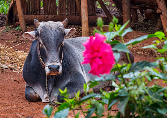 BURMA PATTU PAK VILLAGE | MYANMAR