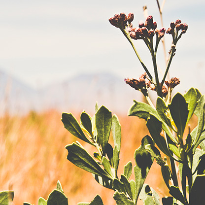 CHILE ATACAMA DESERT | CHILE