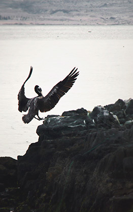 CHILE BAHIA INGLESA | CHILE