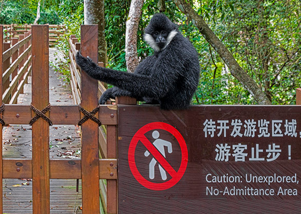 ELEPHANT VALLEY | CHINA