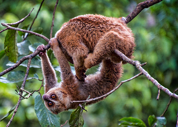 ELEPHANT VALLEY | CHINA