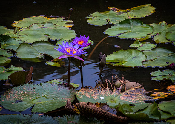 ELEPHANT VALLEY | CHINA