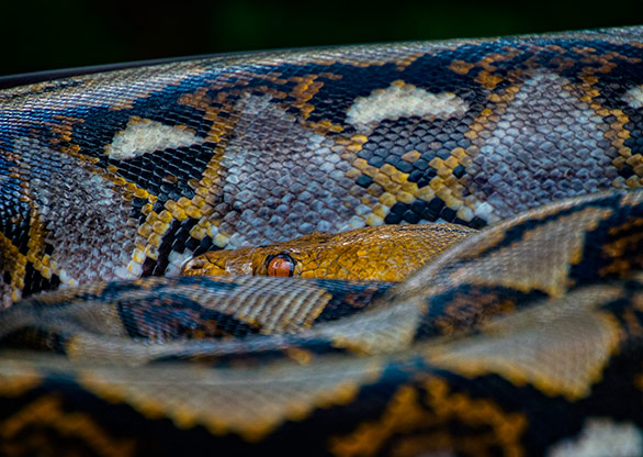 ELEPHANT VALLEY | CHINA