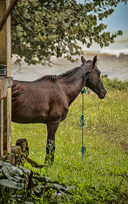 CAHUITA | COSTA RICA