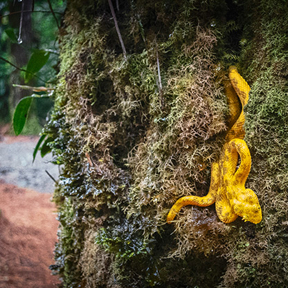 LA FORTUNA | COSTA RICA