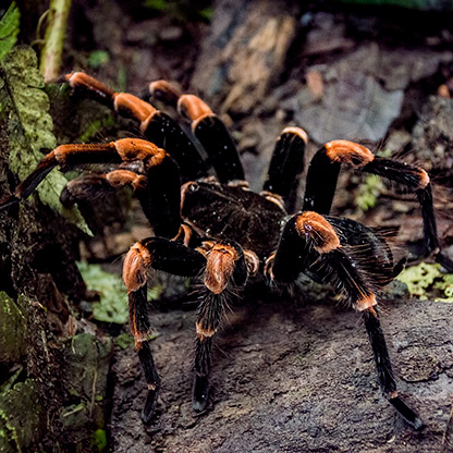 LA FORTUNA | COSTA RICA