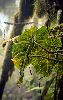 LA FORTUNA | COSTA RICA