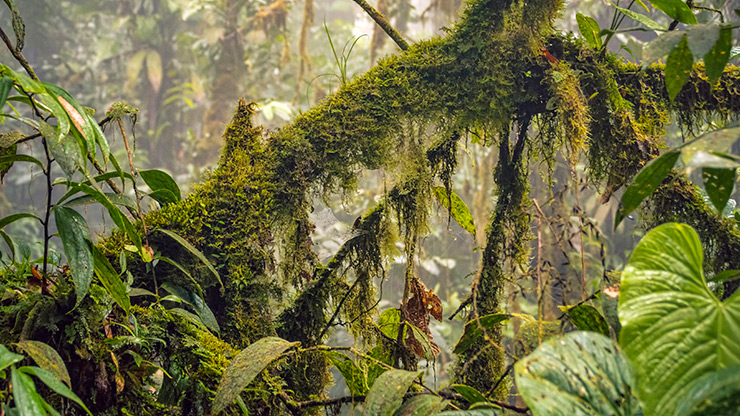 LA FORTUNA | COSTA RICA