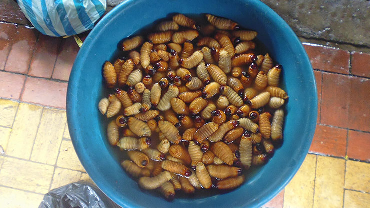 ECUADOR COCA | ECUADOR