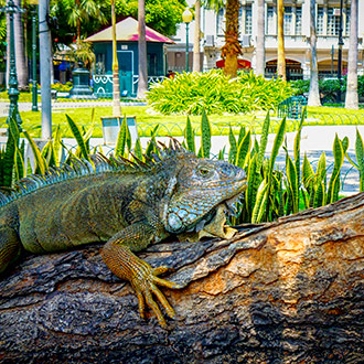 ECUADOR GUAYAQUIL | ECUADOR